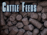 CATTLE FEEDS