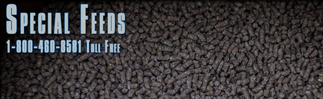 M G Inc Special Feeds