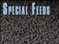 SPECIAL FEEDS